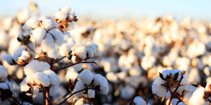 Cotton crops benefit from Superfert Zimbabwe's leading fertilizer brand