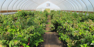 Horticulture greenhouse using Superfert Zimbabwe's leading fertilizer brand