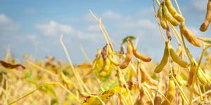 Soy bean crops benefit from using Superfert Zimbabwe's leading fertilizer brand
