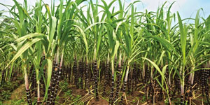 Superfert Zimbabwe's leading fertilizer brand provides crop nutrition for sugar cane crops