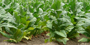 Superfert Fertilizer - Zimbabwe's leading fertilizer brand is used for tobacco crop nutrition
